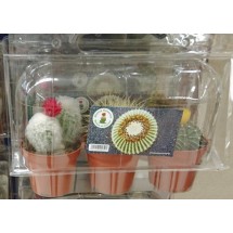 Cactus Canarias | 3x Kaktus Set gemischt mittel Pflanzen mit Topf in Blisterpackung (Gran Canaria)